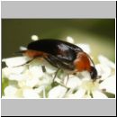 Mordellochroa abdominalis - Stachelkaefer 01b 6-7mm.jpg